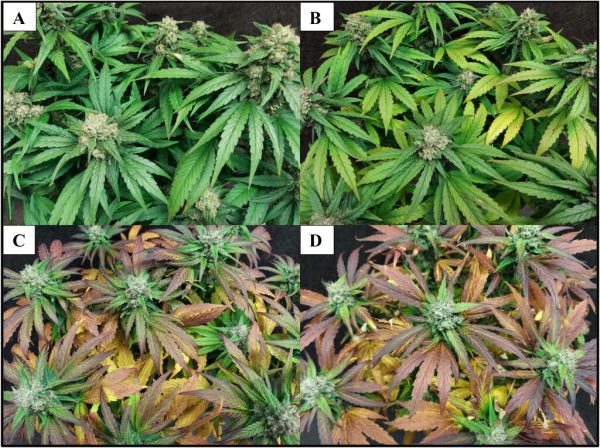 Analiza tradycyjnej praktyki płukania w uprawie konopi o wysokiej zawartości CBD (Cannabis sativa) w kontrolowanych warunkach